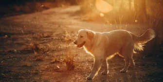 Best On-Leash Dog Trails - Central Motel Ipswich