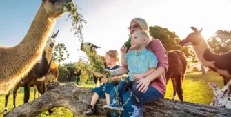 The Llama Farm Ipswich