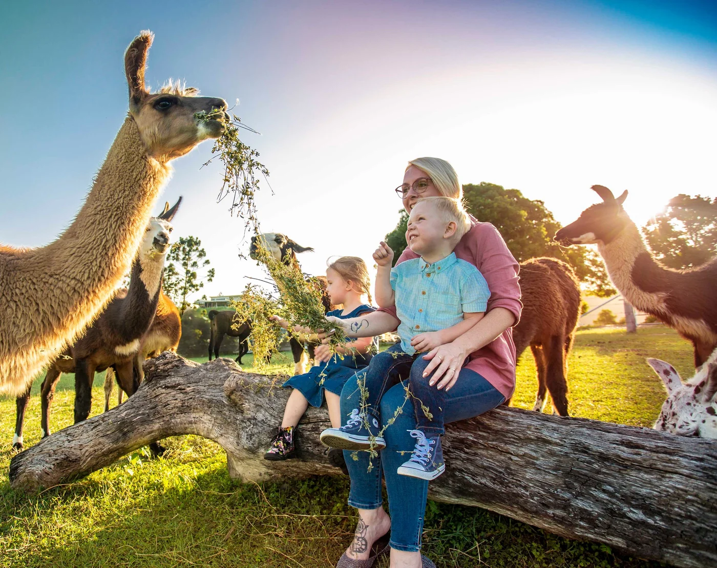 The Llama Farm Ipswich