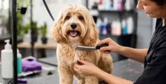 Best Pet Groomers in Ipswich