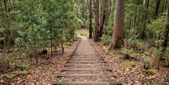 Denmark Hill Conservation Reserve — Urban Bushland in the Heart of Ipswich
