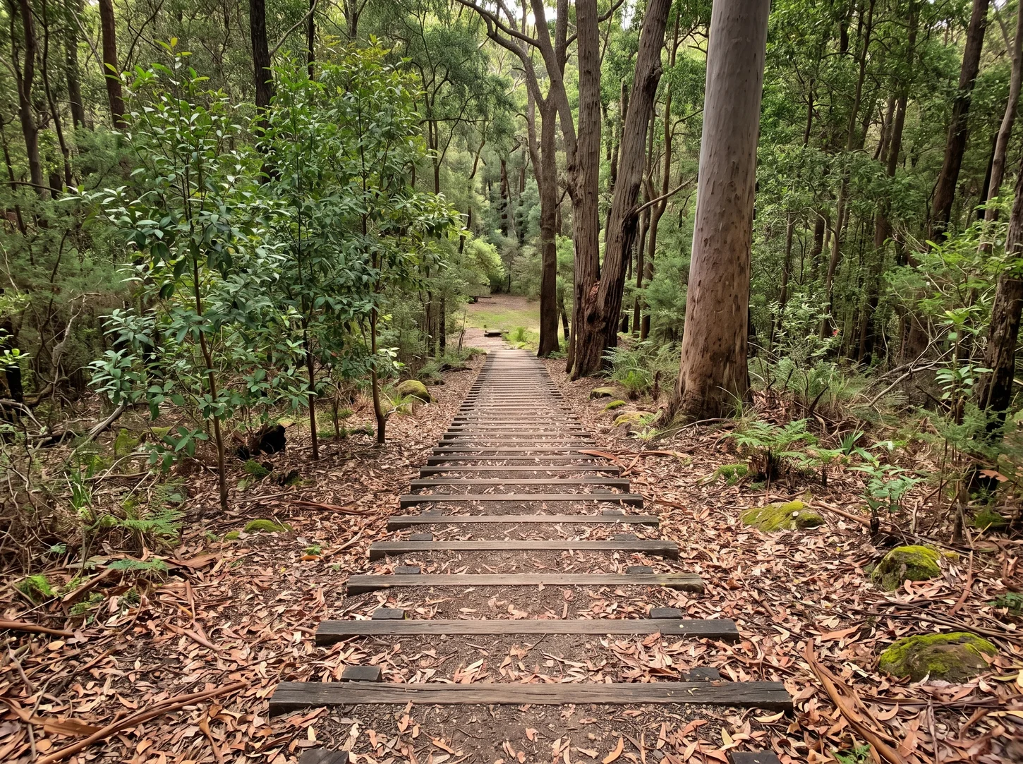 Denmark Hill Conservation Reserve — Urban Bushland in the Heart of Ipswich